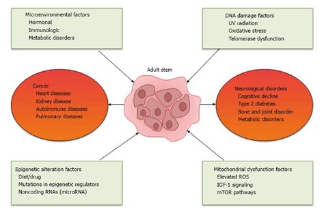 Aging And Stem Cells