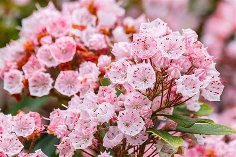 Mountain Laurel Calico Bush Kalmia Latifolia Rare Plant Seeds