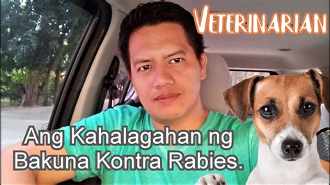 Bakit Kailangang Mabakunahan Ng Anti Rabies Ang Ating Aso