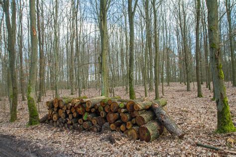 Cut Down Tree Trunks Stock Image Image Of Lumberjack 179551159