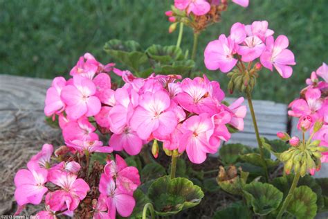 Growing Geraniums From Seed