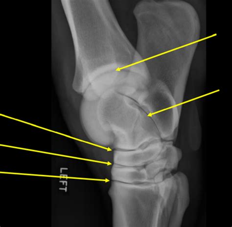 Equine Tarsus And Stifle Lab Flashcards Quizlet