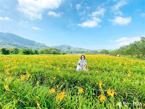 南投魚池秘境｜日月潭頭社活盆地金針花海｜台灣唯一會跳舞天使花毯！全台唯一水田金針花，3公頃上百種花色齊放 銀髮一起玩