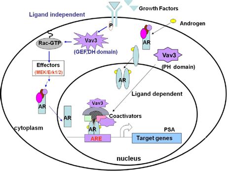 Model Of Ligand Dependent And Ligand Independent Activation Of AR By