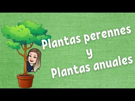 Descubre Cu Les Son Las Plantas Perennes