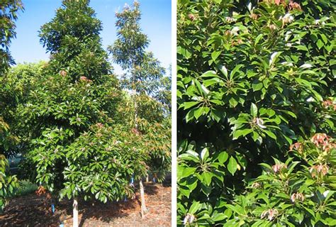 Elaeocarpus Eumundii Eumundi Quandong A Fantastic Tree