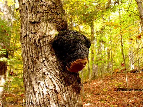 Phellinus Tremulae Polypore Du Tremble Yotam Iezzi Flickr