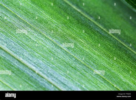 Green Leaf Close Up Stock Photo Alamy