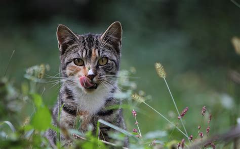 Sfondi Gatto Erba A Caccia Attenzione Attenzione 2560x1600