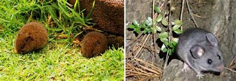 Tema I Caracterización De La Biodiversidad Wiki Cch