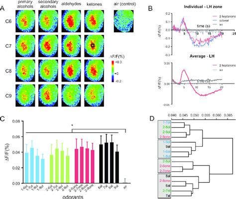 Neural Activity Recorded In The LH A Calcium Signals In The LH