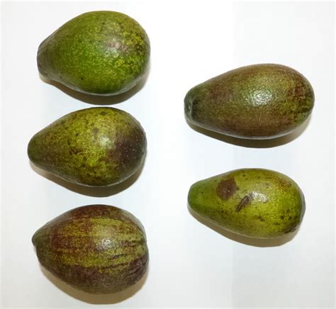 Aguacate Criollo Para Exportaci N Y Producci N De Aceite Instituto