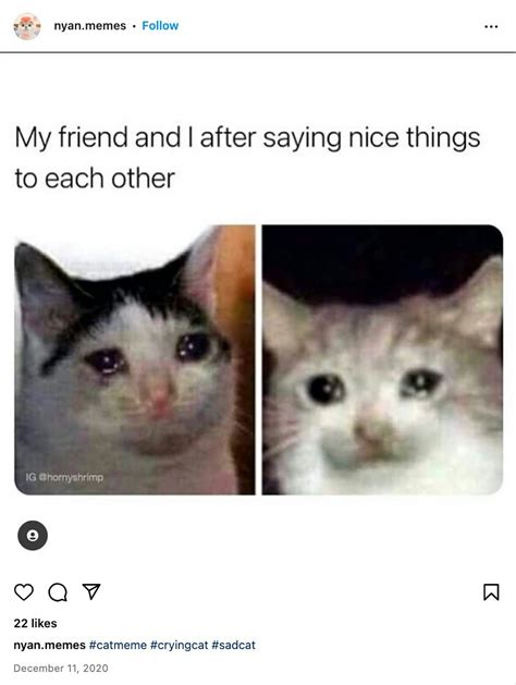 Where Did The Crying Cat Meme Come From