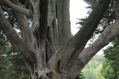 P1123109 Hesperocyparis Macrocarpa Monterey Cypress Cupres Flickr