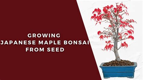 How To Grow Japanese Maple From Seed Youtube