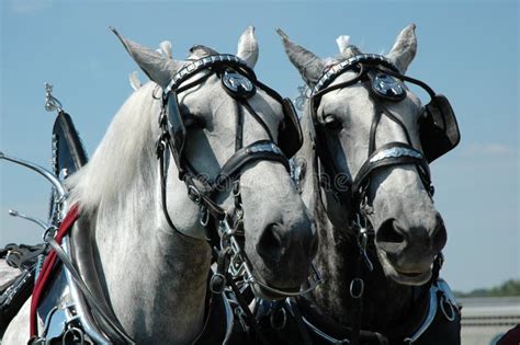 Horse Team Stock Image Image Of Draft Bridle Farming 27176625