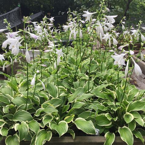 Blog.Sunset Hosta Farm.com: Hostas for Zone 9