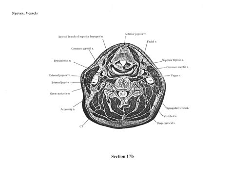 Cross-sectional Human Anatomy