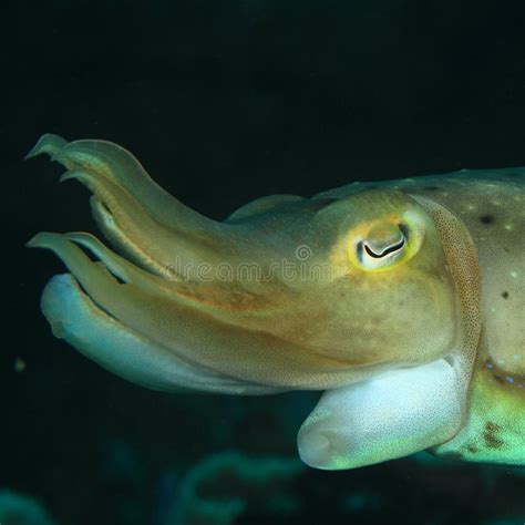 Common Cuttlefish Stock Photo Image Of Common Life 28772288