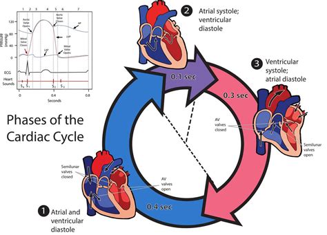 Scientific Illustration Photo Scientific Illustration Cardiac Cycle Digital Illustration