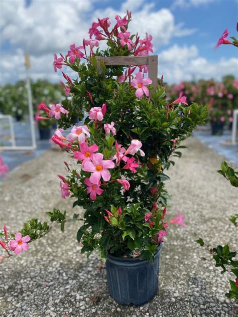 Mandevilla Trellis Country Joe S Nursery Inc