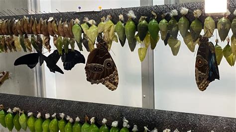 Butterflies Are Blooming Exhibit Returns To Meijer Gardens