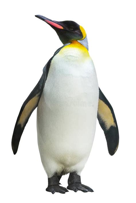 2 244 Emperor Penguin White Stock Photos Free Royalty Free Stock