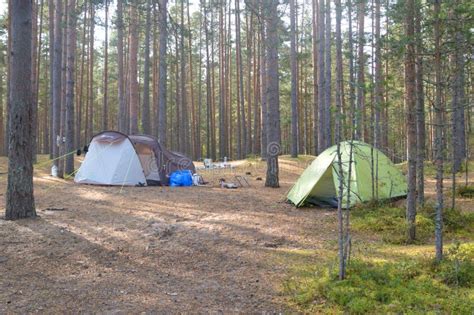 Camping tents in forest stock photo. Image of country - 197799438