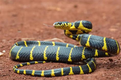 Cara Memancing Ular Keluar Dari Persembunyian