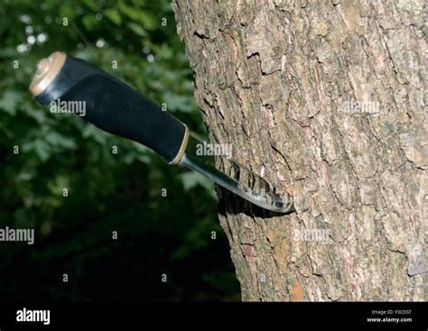 Knife Stuck Into Tree Stock Photo Alamy