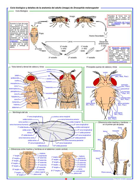 Esquemas Drosophila Pdf Crisálida Insectos