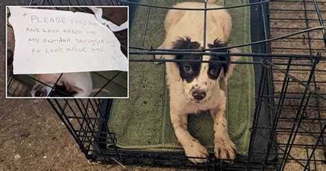 Un Chiot Avec Une Jambe D Form E Abandonn Dans Une Cage Avec Une Note