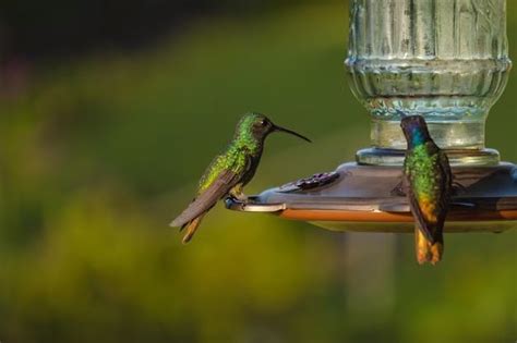 What Time Of Day Do Hummingbirds Feed Hummingbird