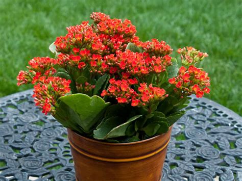 Kalanchoe Detailed Information Photos Videos