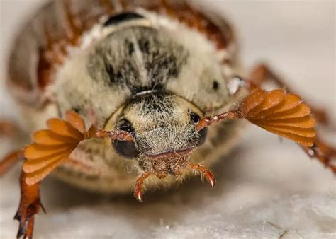 All About Beetles: Chafer Beetle (19 Pics) - Page 3 of 7 - PetTime