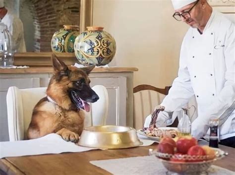 Conozca La Historia De Gunther El Perro Millonario