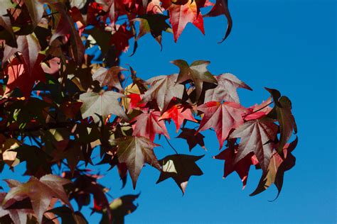 Liquidambar Styraciflua American Sweetgum Henry Hartley