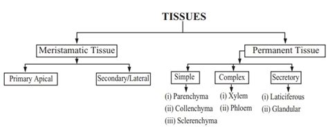 Laticiferous Tissues And Glandular Tissues