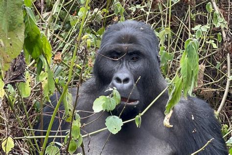 Tripadvisor T Gige Berg Und Flachlandgorilla Aufsp Rung In Ruanda