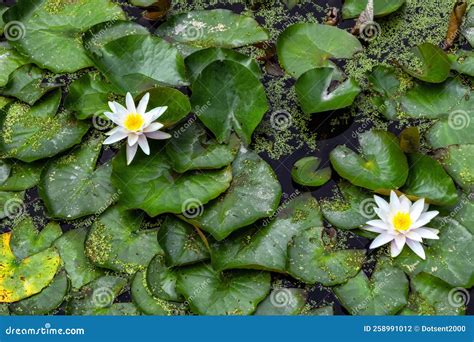 Flowers Of Water Lilies Stock Photo Image Of Blooming 258991012