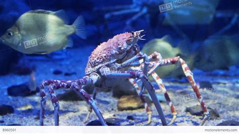 King Crab At Aquarium Ocean Dark Blue Bottom Stock video footage | 8960591