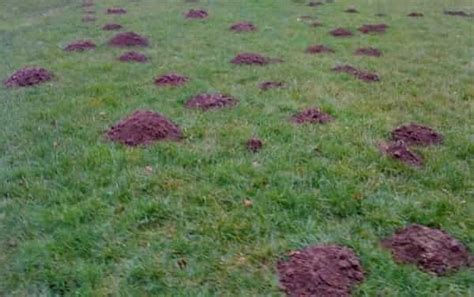 How To Get Rid Of Moles Handyman Tips