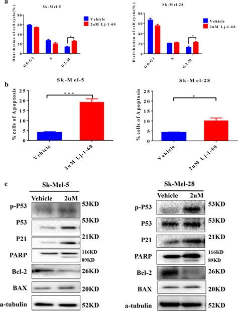 Lj Induces Melanoma Cell Apoptosis And Cell Cycle Arrest In G M