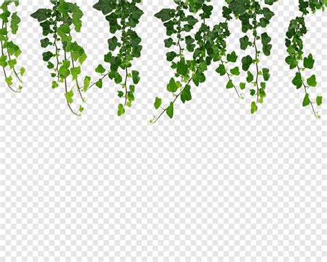 Plantas Verdes Colgando Vid Vides Hoja Texto Png PNGEgg