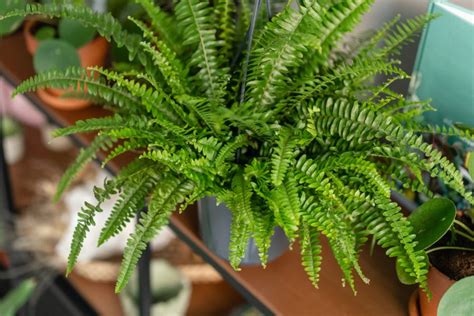 How To Grow Ferns In Pots Simple Care Tips For Optimal Growth The