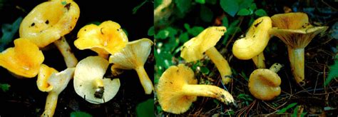 Lactarius Insulsus Fr 中国蕈菌图集