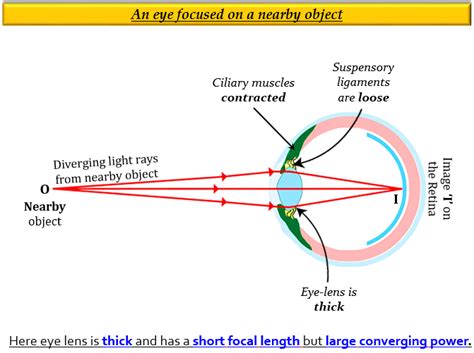 The Human Eye Possesses The Power Of Accommodation Tutorix