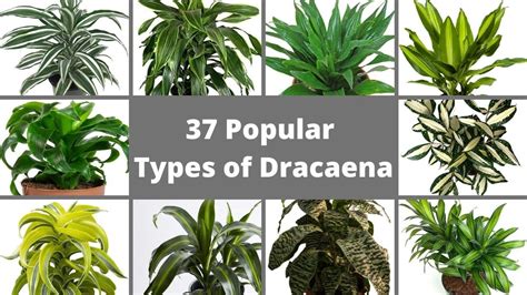 Popular Types Of Dracaena Plants Best Dracaena Varieties