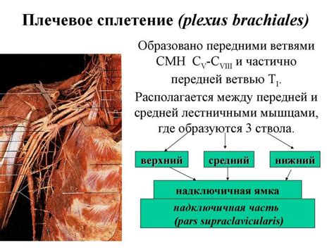 Плечевое сплетение - презентация онлайн