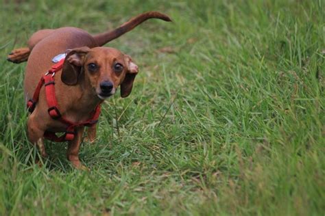 Como Ensinar O Cachorro A Fazer As Necessidades No Lugar Certo